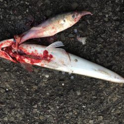 泳がせ釣りでハマチ